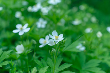 A field of white wood anemone flowers in the Spring