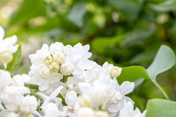 Tender delicate white lilac flowers and buds close up on green foliage background, copy space