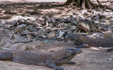 Komodo Island, Indonesia - February 24, 2019: Komodo National Park. Two Komodo Dragons on alert under camouflage of wooden debris in the wild, lying on dirt in shade and rising heads.