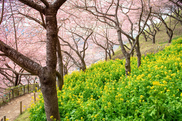 Beautiful Cherry Blossom in Matsuda , Japan