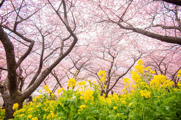 Beautiful Cherry Blossom in Matsuda , Japan