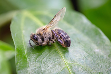 Macro image of a dead bee on a leaf of a declining beehive, plagued by the collapse of collapse and...