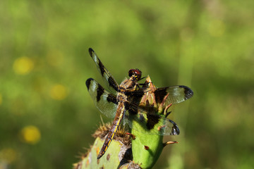 Dragonfly, Twelve-spotted skimmer, Libellula pulchella on Prickly Pear Cactus in Texas