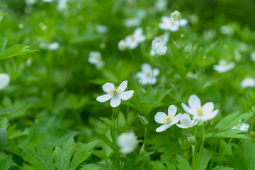 A field of white wood anemone flowers in the Spring