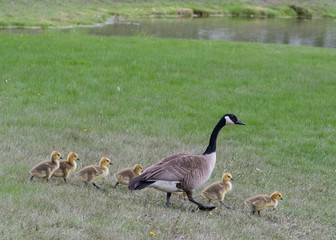 Canada Goose Goslings