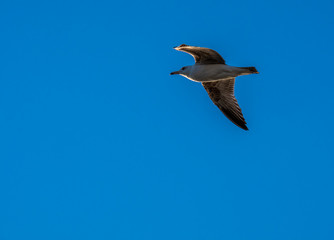 Obraz premium Gaivota a voar no céu azul