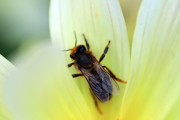 Honey Bee Pollinating a Flower Macro Shot