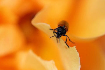 Ant Bag Beetle On Rose Flower