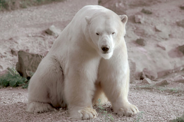  polar bear