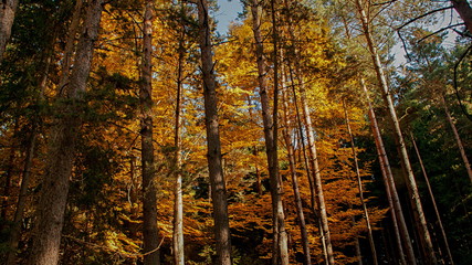 Hochwald im Herbst