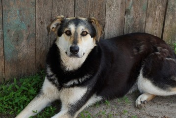 one large spotted dog lying on the sand by a gray wooden fence