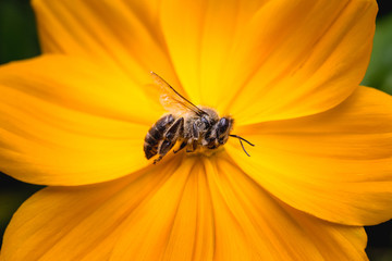 macro photography of a dead bee on a flower. Collapse of bee hives and excessive use of pesticides. Concept of environmental risk.