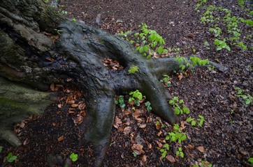 Spring Impressions from Seagulls Lake (Möwensee) in national park (Volkspark) Rehberge in Berlin-Wedding from April 28, 2015, Germany