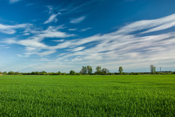 Fototapeta premium Green field, horizon and white clouds on a blue sky