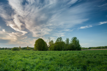 Green meadow with trees on the horizon and evening clouds on a blue sky