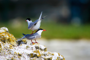 A minor landing crash. Funny nature. Nature background. Birds: Common Tern. Sterna hirundo. 