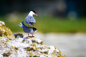 A minor landing crash. Funny nature. Nature background. Birds: Common Tern. Sterna hirundo. 
