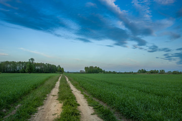 Fototapeta na wymiar Road through a green field, trees on the horizon and evening clouds on a blue sky