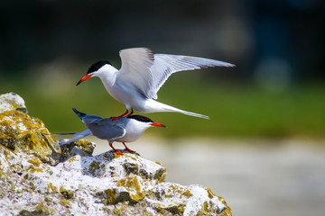 A minor landing crash. Funny nature. Nature background. Birds: Common Tern. Sterna hirundo. 