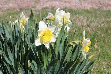 Obraz premium Yellow daffodil flowers in full bloom in backyard spring garden 