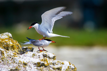 A minor landing crash. Funny nature. Nature background. Birds: Common Tern. Sterna hirundo. 
