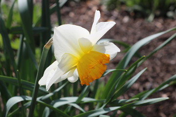 Yellow daffodil flowers in full bloom in backyard spring garden 