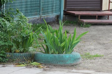 decoration of old blue car tires on the ground with green vegetation on the street