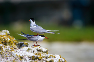 A minor landing crash. Funny nature. Nature background. Birds: Common Tern. Sterna hirundo. 