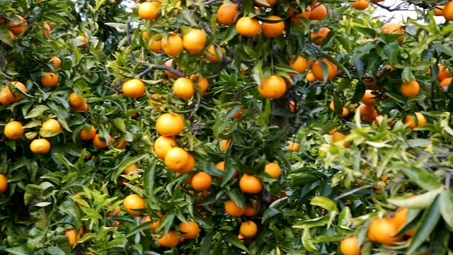 View of ripe mandarin oranges on trees on citrus fruit farm 