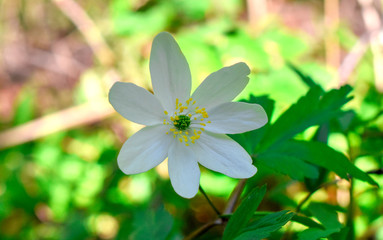 Beautiful  white flower in a forest, macro (Anemone)