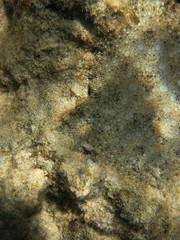 Fototapeta na wymiar Lenguado camuflado en el mar