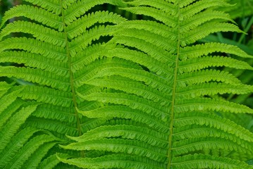 Fototapeta premium natural plant green texture from large green fern leaves