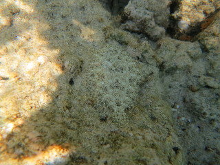 Lenguado camuflado en el mar