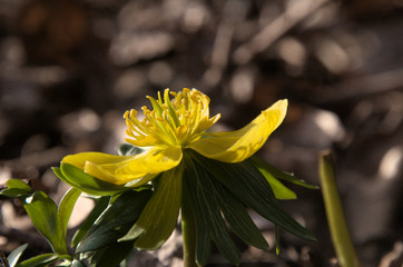 Obraz premium Eranthis hyemalis; Winter aconite flowering in Berschis, Swiss Alps
