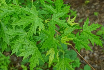 green leaves of a maple on tree branches in the park