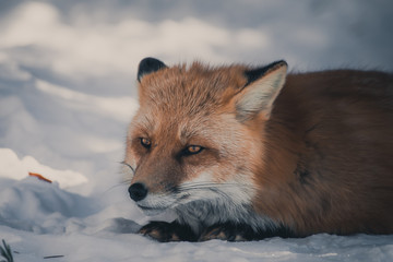 The red fox in the Winter