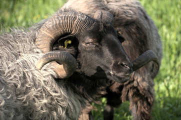 German Grey Heath (Graue Gehörnte Heidschnucke), sheep breed shot in Arbon, Switzerland