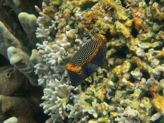 Arrecife de coral