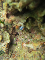 Arrecife de coral