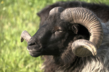 German Grey Heath (Graue Gehörnte Heidschnucke), sheep breed shot in Arbon, Switzerland