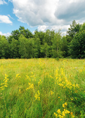 grassy forest glade on the hill in summer. wild flowers and herbs among the tall grass.  high deciduous trees around. nature scenery with cloudy sky
