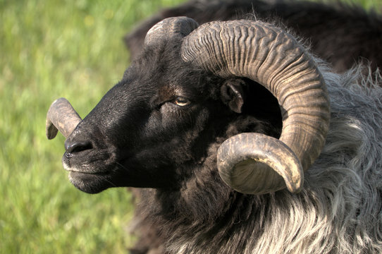 German Grey Heath (Graue Geh&ouml;rnte Heidschnucke), sheep breed shot in Arbon, Switzerland
