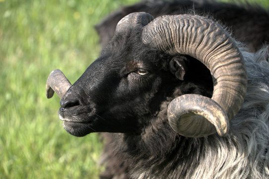 German Grey Heath (Graue Gehörnte Heidschnucke), sheep breed shot in Arbon, Switzerland