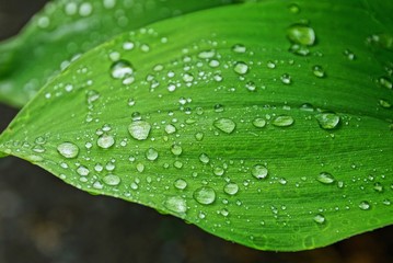 big green leaf of a plant with water drops