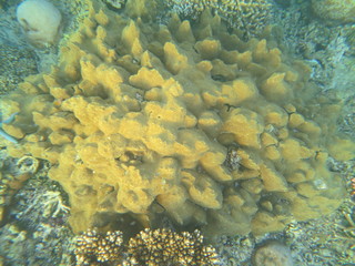 Arrecife de coral