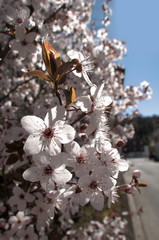 Ornamental cherry blossom in Arbon, Switzerland