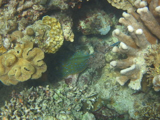 Arrecife de coral