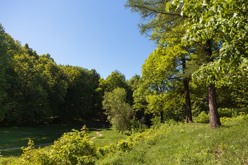 Footpath through Natural Forest of Trees