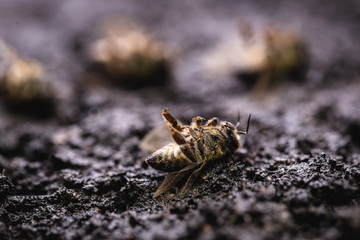 Macro image of a dead bee on a leaf of a declining beehive, plagued by the collapse of collapse and other diseases, use of pesticides in the environment and flowers.
