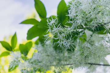 White fringe tree flowers in bloom in the Spring